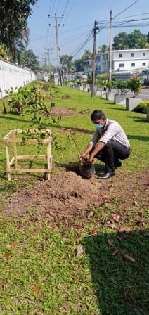TREE PLANTING